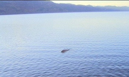 英国老人乔治·爱德华兹（George Edwards）因痴迷尼斯湖水怪，竟然花了26年在湖边苦苦观察、守候，最后终于成功拍到一张水怪照片。