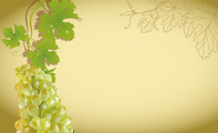 垂吊黄色葡萄名片