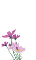 淡雅型紫色花纹服饰名片