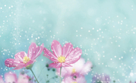 锦簇鲜花紫色内衣名片