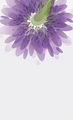 绚烂紫色鲜花名片