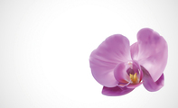 三月桃花朵朵名片