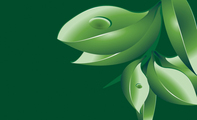 绿色环保茶叶名片