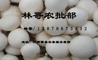 林哥农批部;林哥/138*****432;地址:广西横县云表镇云表街;本部大量批发彩椒,白蘑菇,凤尾菇,生姜,黑甘蔗及各...