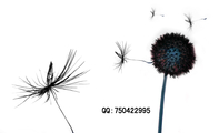 QQ:***422995;3344 Network Technologies;www.3344cn.com ;LOGO 