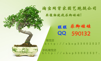 乐脚娃娃;http://shop330***27.m.taobao.com;http://shop330***27.taobao.com;淘宝网首家园艺跑腿公司 ;买植...